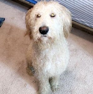 Meet your Posher, Carter